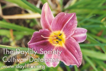 Daylily Prairie Blue Eyes